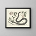Images of fish, snakes, insects, and other animals as well as some plants Pl048 - Mark Catesby — framed artwork on a wall