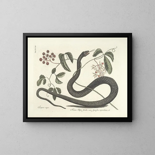 Images of fish, snakes, insects, and other animals as well as some plants Pl048 - Mark Catesby — framed artwork on a wall