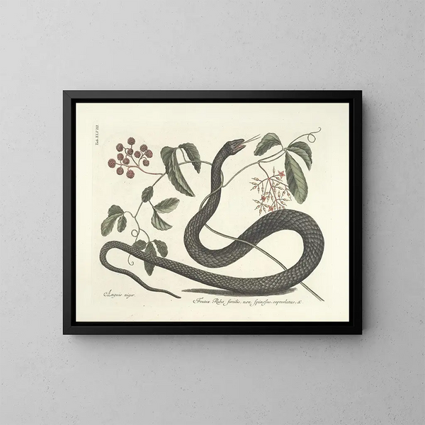 Images of fish, snakes, insects, and other animals as well as some plants Pl048 - Mark Catesby — framed artwork on a wall