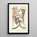 Piscium serpentum insectorum aliorumque nonnullorum animalum nec non plantarum quarundam imagines Pl049 - Mark Catesby — framed artwork on a wall