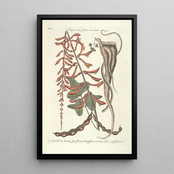 Piscium serpentum insectorum aliorumque nonnullorum animalum nec non plantarum quarundam imagines Pl049 - Mark Catesby — framed artwork on a wall