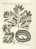 Fish, snakes, insects and some other animals, as well as some plant photos Pl050 - Mark Catesby — artwork view