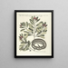Fish, snakes, insects and some other animals, as well as some plant photos Pl050 - Mark Catesby — framed artwork on a wall