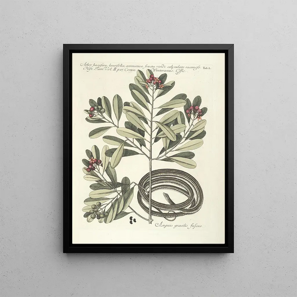 Fish, snakes, insects and some other animals, as well as some plant photos Pl050 - Mark Catesby — framed artwork on a wall