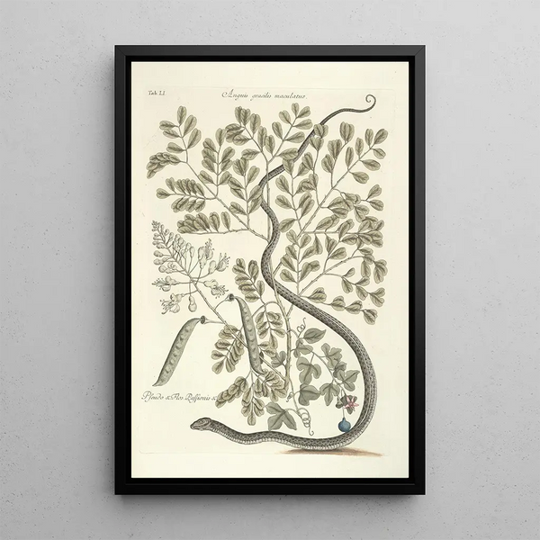 Piscium serpentum insectorum aliorumque nonnullorum animalum nec non plantarum quarundam imagines Pl051 - Mark Catesby — framed artwork on a wall