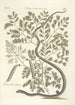 Piscium serpentum insectorum aliorumque nonnullorum animalum nec non plantarum quarundam imagines Pl051 - Mark Catesby — artwork view