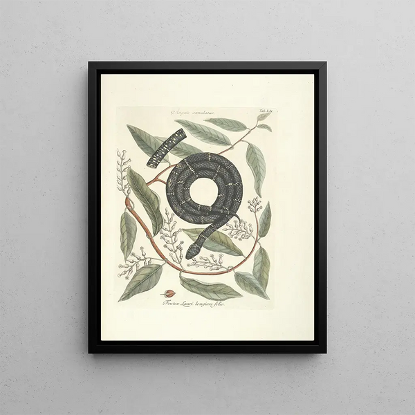 Fish, snakes, insects, and some other animals, as well as some plant photos Pl052 - Mark Catesby — framed artwork on a wall