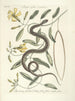 Fish, snakes, insects and some other animals, as well as some plant photos Pl053 - Mark Catesby — artwork view