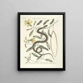 Mark Catesby - Piscium serpentum insectorum aliorumque nonnullorum animalum nec non plantarum quarundam imagines Pl053.webp