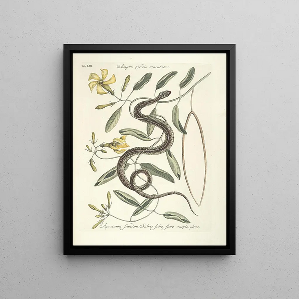 Fish, snakes, insects and some other animals, as well as some plant photos Pl053 - Mark Catesby — framed artwork on a wall