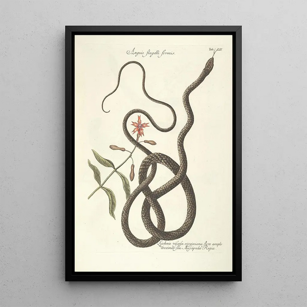 Piscium serpentum insectorum aliorumque nonnullorum animalum nec non plantarum quarundam imagines Pl054 - Mark Catesby — framed artwork on a wall