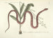 Images of fish, snakes, insects, and other animals as well as some plants Pl055 - Mark Catesby — artwork view