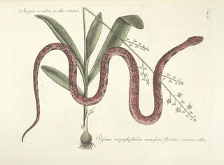 Images of fish, snakes, insects, and other animals as well as some plants Pl055 - Mark Catesby — artwork view