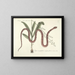 Images of fish, snakes, insects, and other animals as well as some plants Pl055 - Mark Catesby — framed artwork on a wall