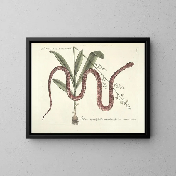 Images of fish, snakes, insects, and other animals as well as some plants Pl055 - Mark Catesby — framed artwork on a wall
