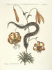 Fish, snakes, insects and some other animals, as well as some plant images Pl056 - Mark Catesby — artwork view