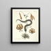 Fish, snakes, insects and some other animals, as well as some plant images Pl056 - Mark Catesby — framed artwork on a wall