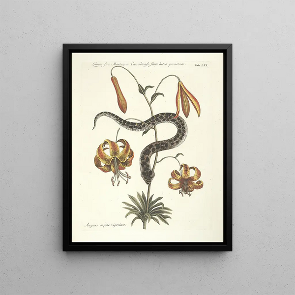 Fish, snakes, insects and some other animals, as well as some plant images Pl056 - Mark Catesby — framed artwork on a wall