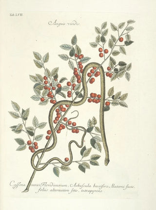 Mark Catesby - Piscium serpentum insectorum aliorumque nonnullorum animalum nec non plantarum quarundam imagines Pl057.webp