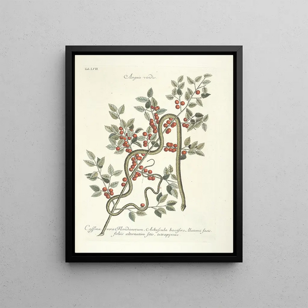 Fish, snakes, insects and some other animals, as well as some plant photos Pl057 - Mark Catesby — framed artwork on a wall