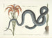 Images of fish, snakes, insects, and other animals as well as some plants Pl058 - Mark Catesby — artwork view