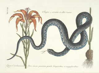Images of fish, snakes, insects, and other animals as well as some plants Pl058 - Mark Catesby — artwork view
