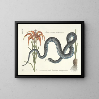 Images of fish, snakes, insects, and other animals as well as some plants Pl058 - Mark Catesby — framed artwork on a wall