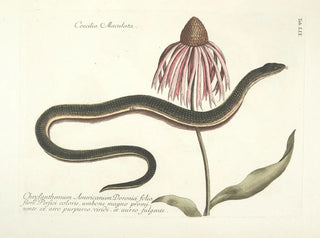 Images of fish, snakes, insects, and other animals as well as some plants Pl059 - Mark Catesby — artwork view