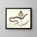 Images of fish, snakes, insects, and other animals as well as some plants Pl059 - Mark Catesby — framed artwork on a wall
