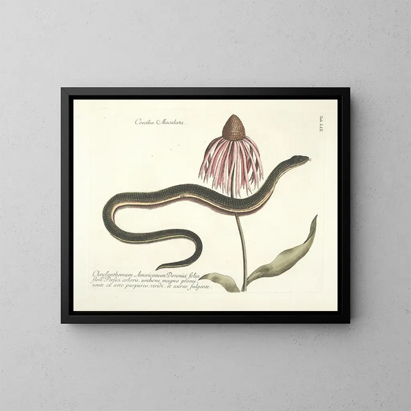 Images of fish, snakes, insects, and other animals as well as some plants Pl059 - Mark Catesby — framed artwork on a wall