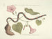 Images of fish, snakes, insects, and other animals as well as some plants Pl060 - Mark Catesby — artwork view