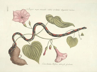 Images of fish, snakes, insects, and other animals as well as some plants Pl060 - Mark Catesby — artwork view