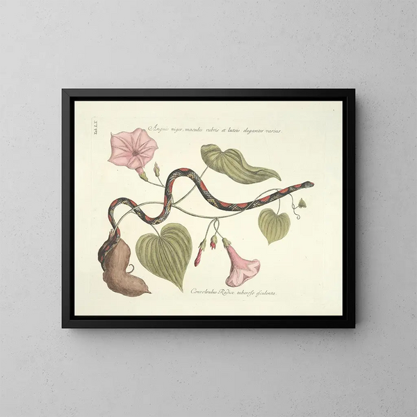 Images of fish, snakes, insects, and other animals as well as some plants Pl060 - Mark Catesby — framed artwork on a wall