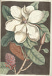 Piscium serpentum insectorum aliorumque nonnullorum animalum nec non plantarum quarundam imagines Pl061 - Mark Catesby — artwork view