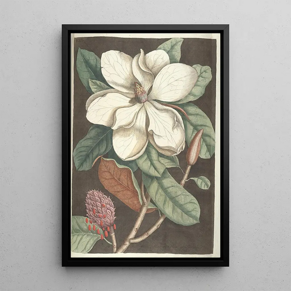 Piscium serpentum insectorum aliorumque nonnullorum animalum nec non plantarum quarundam imagines Pl061 - Mark Catesby — framed artwork on a wall