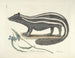 Images of fish, snakes, insects, and other animals as well as some plants Pl062 - Mark Catesby — artwork view