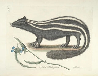 Images of fish, snakes, insects, and other animals as well as some plants Pl062 - Mark Catesby — artwork view