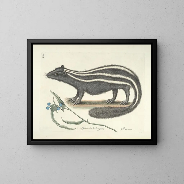 Images of fish, snakes, insects, and other animals as well as some plants Pl062 - Mark Catesby — framed artwork on a wall