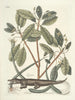 Fish, snakes, insects, and some other animals, as well as some plant photos Pl063 - Mark Catesby — artwork view