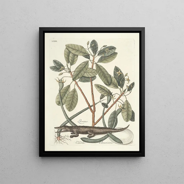 Fish, snakes, insects, and some other animals, as well as some plant photos Pl063 - Mark Catesby — framed artwork on a wall