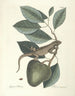 Fish, snakes, insects and some other animals, as well as some plant photos Pl064 - Mark Catesby — artwork view