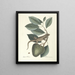 Fish, snakes, insects and some other animals, as well as some plant photos Pl064 - Mark Catesby — framed artwork on a wall