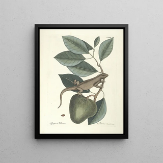 Mark Catesby - Piscium serpentum insectorum aliorumque nonnullorum animalum nec non plantarum quarundam imagines Pl064.webp