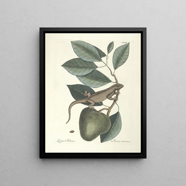 Fish, snakes, insects and some other animals, as well as some plant photos Pl064 - Mark Catesby — framed artwork on a wall