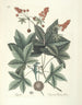 Fish, snakes, insects and some other animals, as well as some plant photos Pl065 - Mark Catesby — artwork view