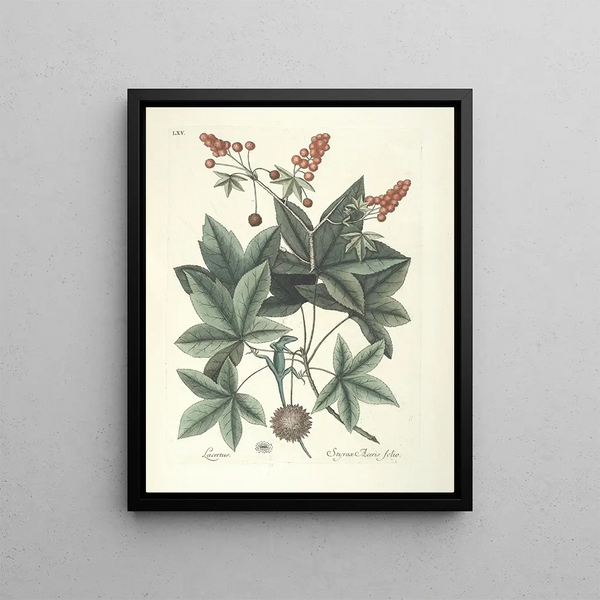 Fish, snakes, insects and some other animals, as well as some plant photos Pl065 - Mark Catesby — framed artwork on a wall