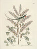 Fish, snakes, insects and some other animals, as well as some plant images Pl066 - Mark Catesby — artwork view
