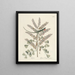 Fish, snakes, insects and some other animals, as well as some plant images Pl066 - Mark Catesby — framed artwork on a wall