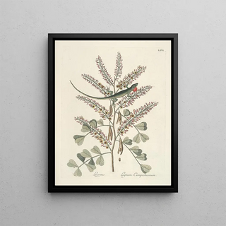 Mark Catesby - Piscium serpentum insectorum aliorumque nonnullorum animalum nec non plantarum quarundam imagines Pl066.webp