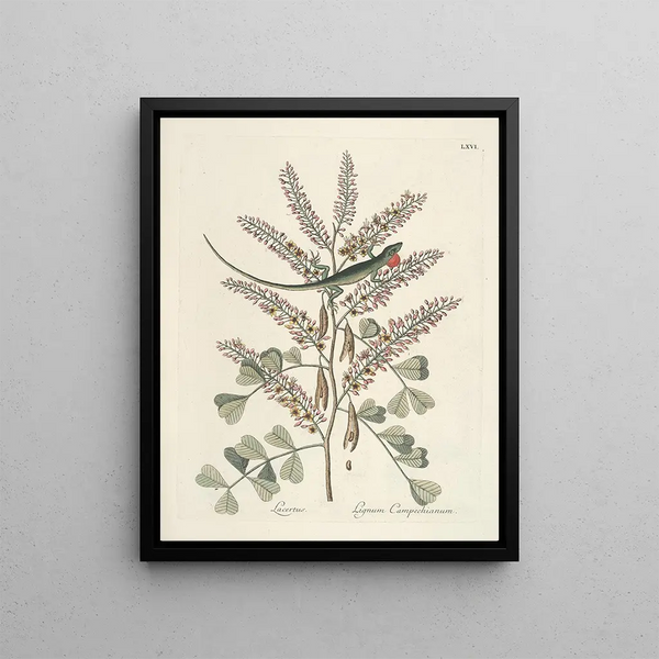 Fish, snakes, insects and some other animals, as well as some plant images Pl066 - Mark Catesby — framed artwork on a wall